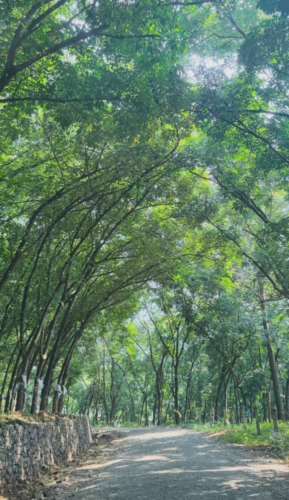 First leg of British Climb wonderfule smeel surrounded by rubber trees